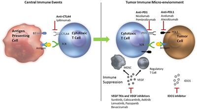 The Evolving Landscape of Immunotherapy-Based Combinations for Frontline Treatment of Advanced Renal Cell Carcinoma